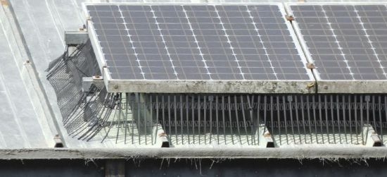 Instalacin de antipjaros bajo los paneles solares