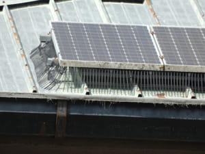 Instalación de antipájaros bajo los paneles solares